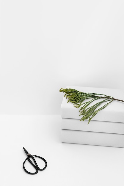 Black scissor with cedar twig on stacked of white books against white background