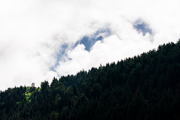 Черноморская индейка и зеленые сосны лесной пейзаж с голубым облачным небом