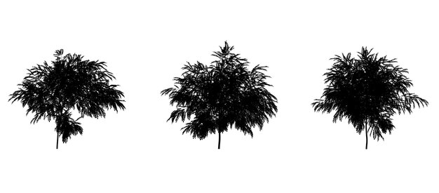 흰색 배경에 고립 된 낙엽수 아이콘의 검은 실루엣