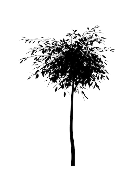 흰색 배경에 고립 된 낙엽수 아이콘의 검은 실루엣 프리미엄 사진
