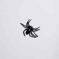 Free photo black spider laid in middle