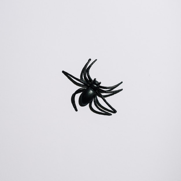 Black spider laid in middle