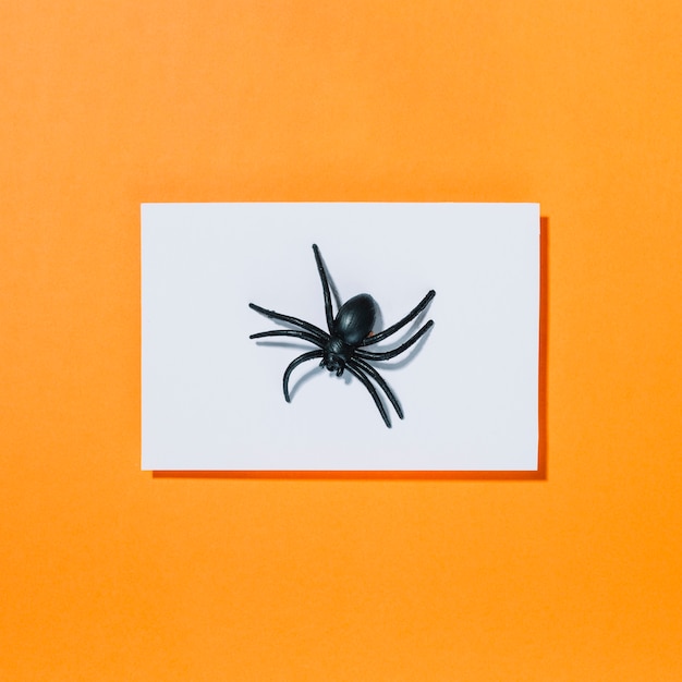 Black spider on piece of white paper