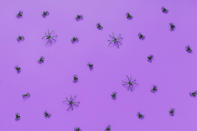 Black spiders of different size