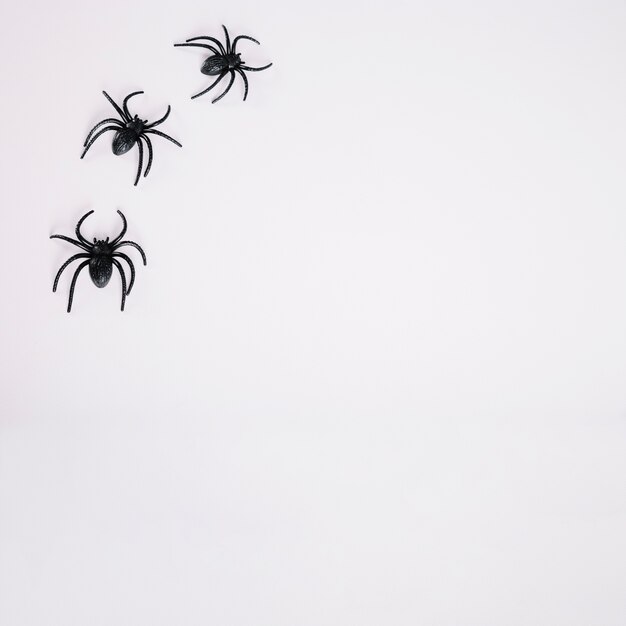 Black spiders on white background