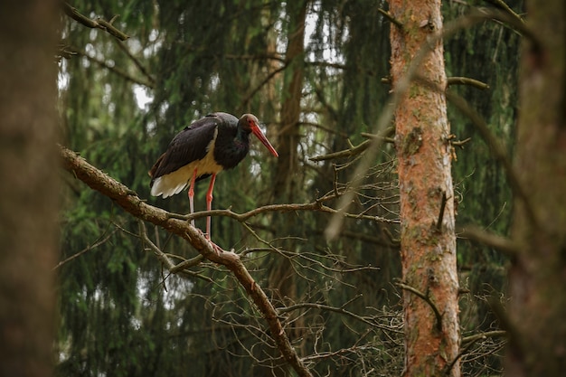 Black stork in the dark of the european forest 