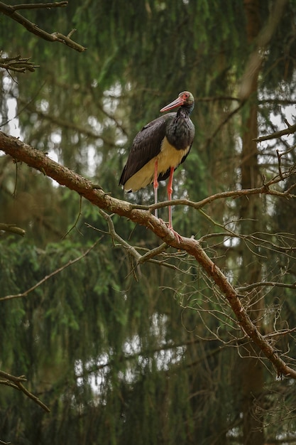 Black stork in the dark of the european forest 