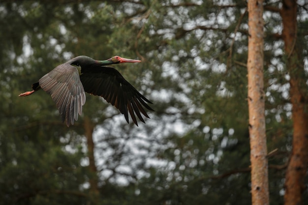 Black stork in the dark of the european forest 