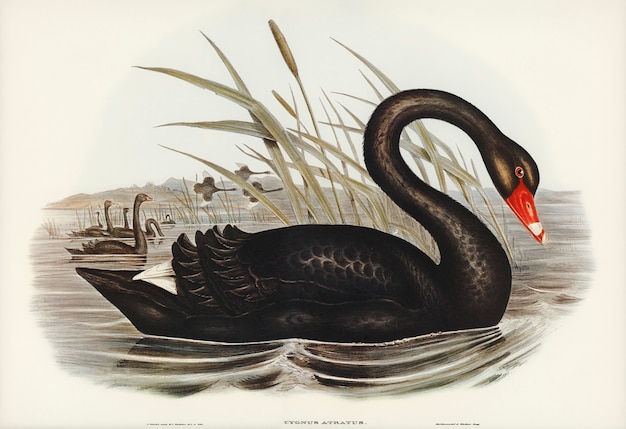 Черный лебедь (Cygnus atratus), иллюстрированный Элизабет Гулд