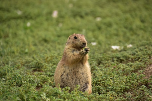 Free photo black tailed prairie dog standing up on his legs eating vegetation.