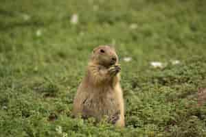 Free photo black tailed prairie dog standing up on his legs eating vegetation.