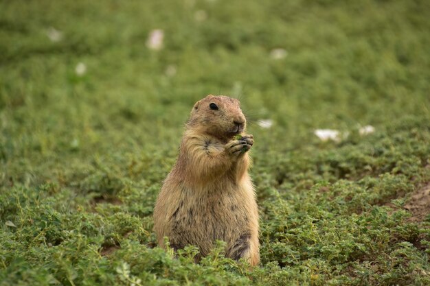 Black tailed prairie dog standing up on his legs eating vegetation.