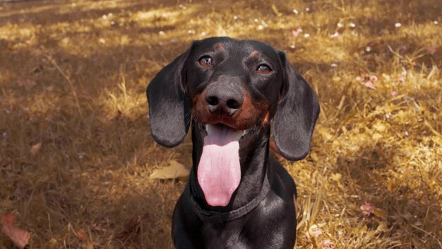 黒と黄褐色のダックスフント犬は、舌を口から出して乾いた草の上に座ります暑い夏や秋の日の暑さから口で呼吸しますクローズアップショット高品質の写真