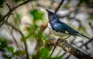 Free photo black-throated blue warbler (setophaga caerulescens)