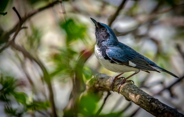 검은 목 블루 워 블러 (Setophaga caerulescens)