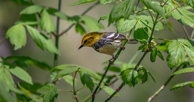 검은 목 녹색 비틀 러 (Setophaga virens)