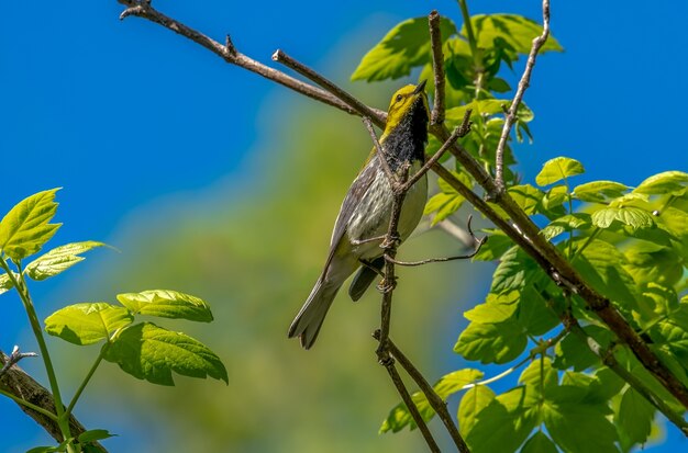 Зеленая певчая птица с черным горлом (Setophaga virens)
