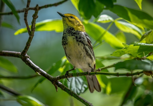 Foto gratuita uccello verde dalla gola nera (setophaga virens)