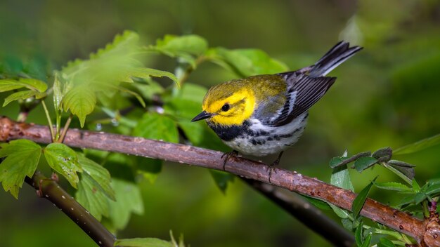 Black Throated Green Warbler