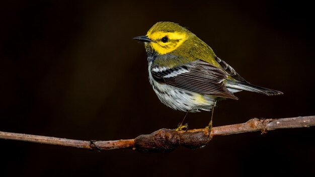 Black Throated Green Warbler