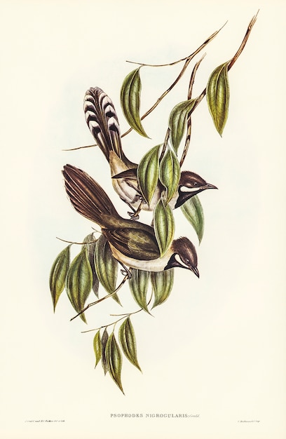 black-throated psophodes (psophodes nigrogularis) illustrated by elizabeth gould 