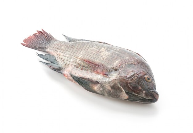 Black Tilapia or Tilapia