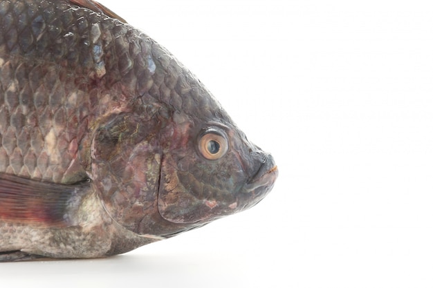 Black Tilapia or Tilapia