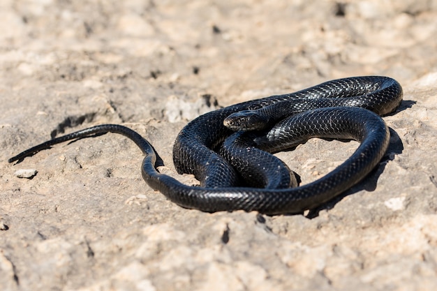 マルタの岩だらけの崖の上で日光浴をしている黒い西部の鞭のヘビ、Hierophis viridiflavus