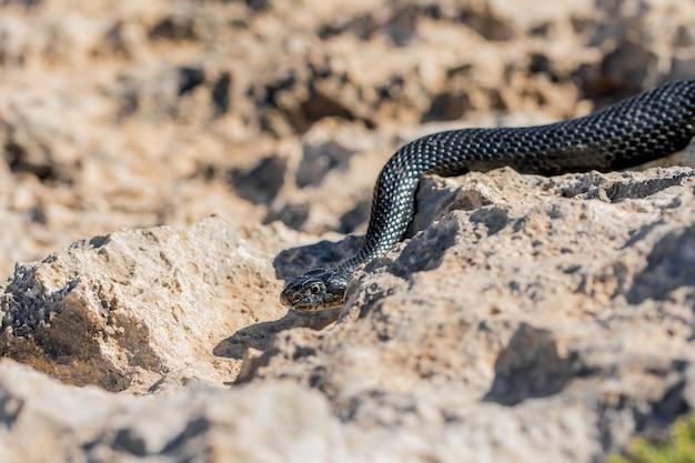 Black western whip snake, Hierophis viridiflavus, slithering on rocks and dry vegetation in Malta