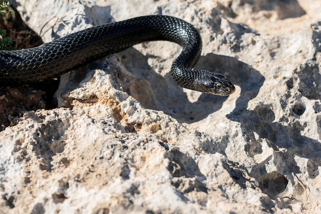 Serpente frusta occidentale nero, hierophis viridiflavus, che striscia sulle rocce e sulla vegetazione secca a malta