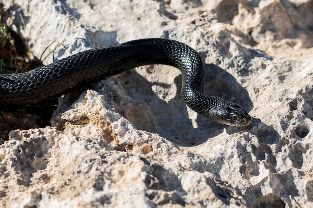 Бесплатное фото Черная западная хлыстовая змея скользит по камням и сухой растительности
