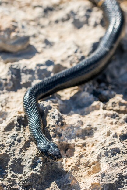 マルタの岩と乾燥した植生の上でずるずる黒い西部の鞭のヘビ