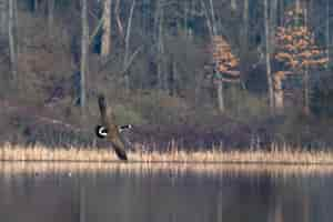 Free photo black and white bird flying over the water surrounded by trees in autumn