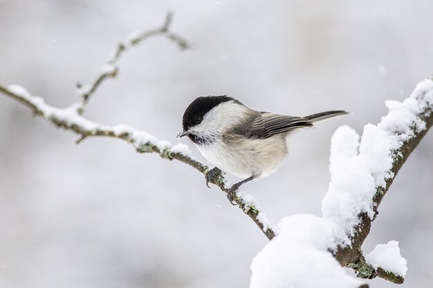 Black and white bird on tree branch