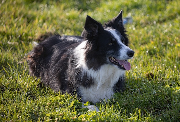 Black and white Border Collie lying on green grass