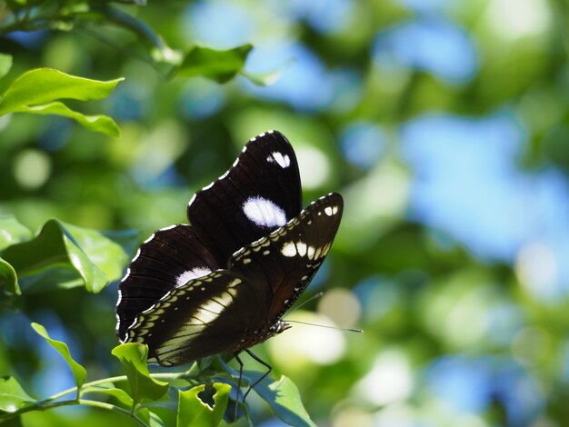 木の枝に黒と白の蝶