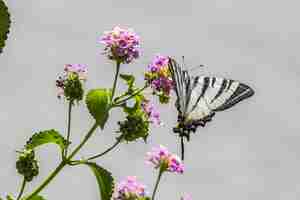 Free photo black and white butterfly on purple flower