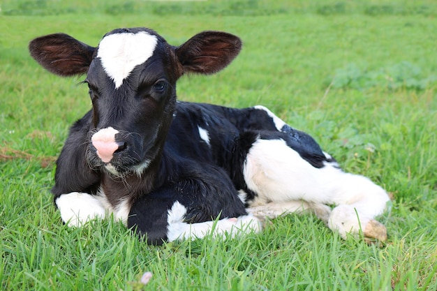 Black and white calf sitting on green grass ground