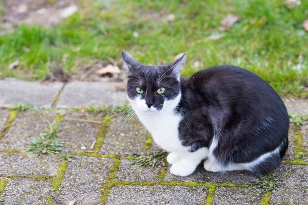 A black and white cat sitting on a path in the park