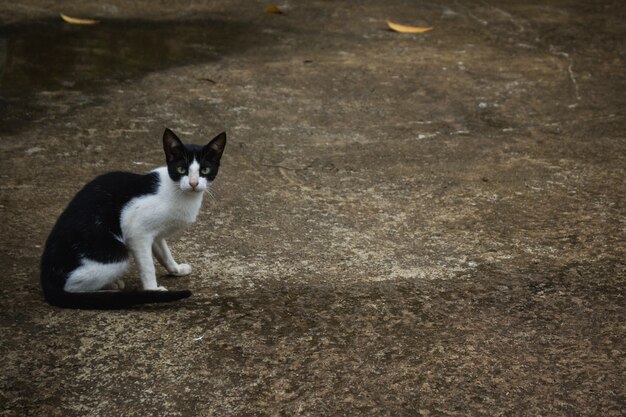 黒と白の猫が道路に座っている