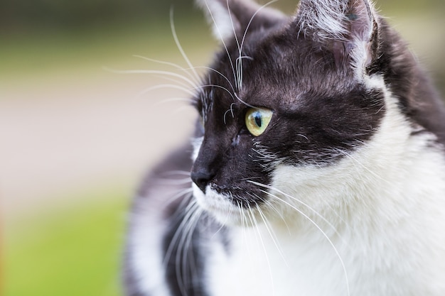 公園に座っているソフトフォーカスの黒と白の猫