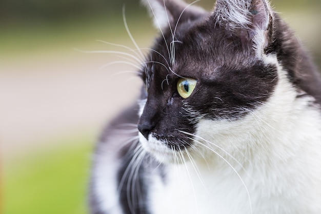 a black and white cat in soft focus sitting in the park