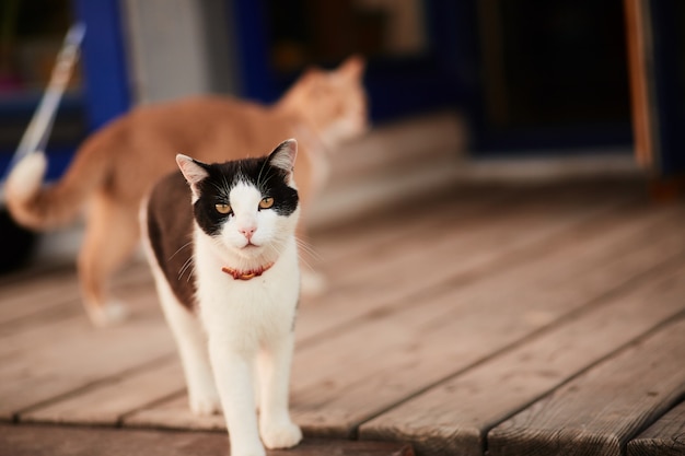 Black and white cat stands on the wooden porch of a country house