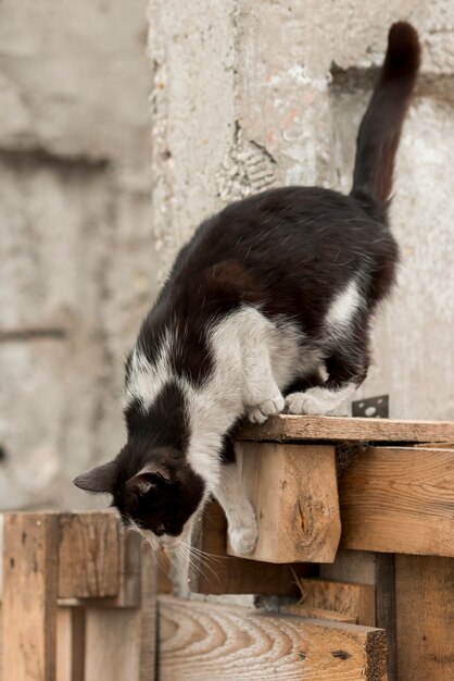 農家で歩く黒と白の猫