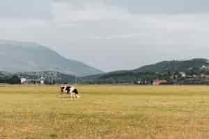 Free photo black and white cow grazing on the field