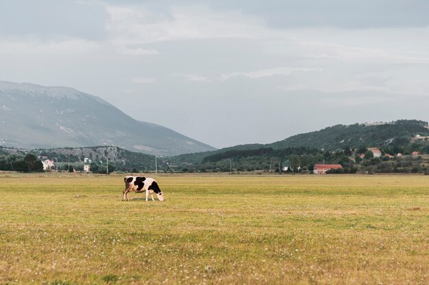 Черно-белая корова пасется на поле
