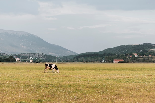 Black and white cow grazing on the field