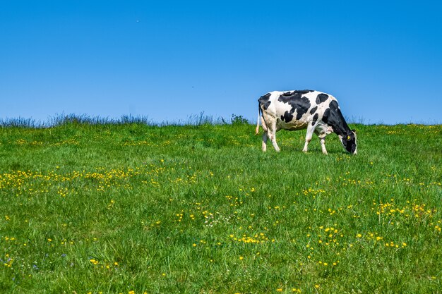 낮 동안 목초지에 방목하는 흑인과 백인 소