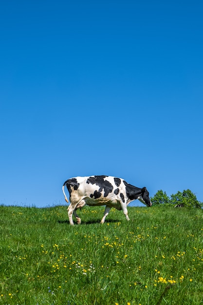 Foto gratuita mucca in bianco e nero che pasce sul pascolo durante il giorno