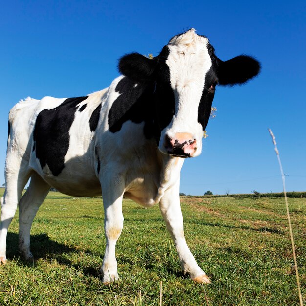 Black and white cow on green grass with blue sky